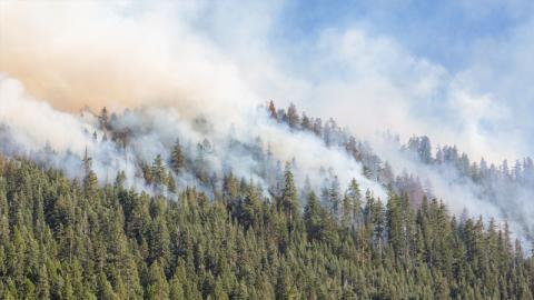 Wildfires