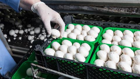 Solution de mesure précise du CO2 pour l'industrie des aliments et des boissons