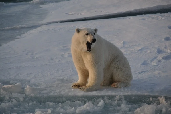 Polar bear