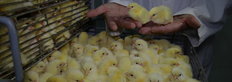 Chicks